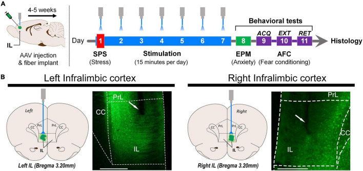 Original Figure 1B left single-field detail: fluorescence in the IL region with its intact label