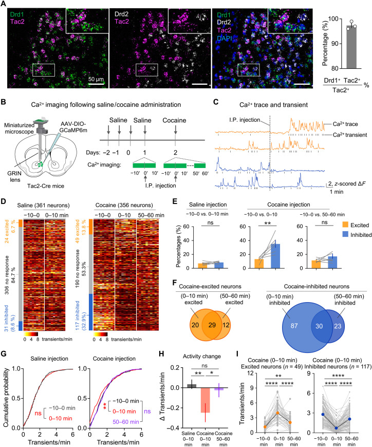 Original Figure 1A detail: fluorescence of Tac2 and D1-associated markers in the nucleus accumbens