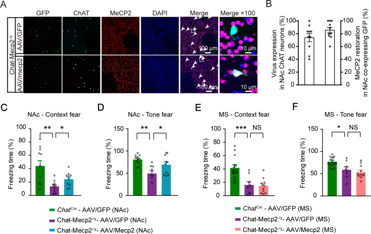 Original Figure 2A detail: merged fluorescence of cells associated with local MeCP2 restoration
