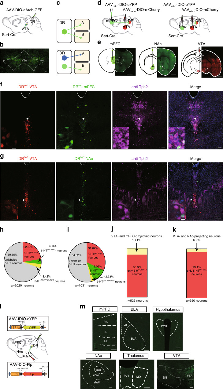 Original Figure 1f detail: merged fluorescence of projection-associated dorsal raphe cells
