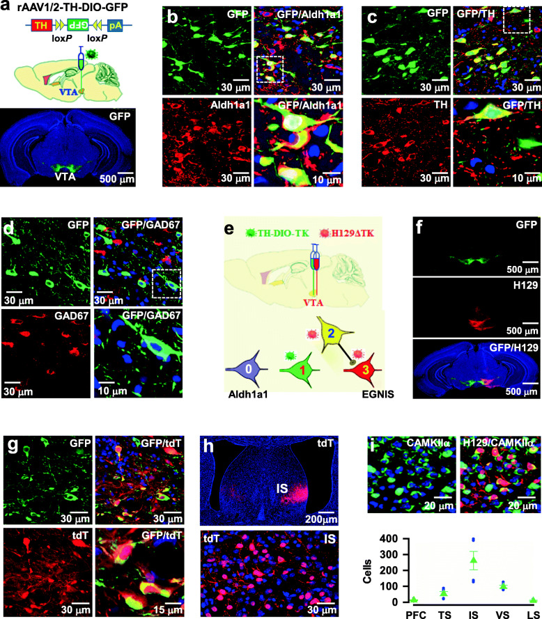 Original Figure 1b single merged-field detail: a colabeled VTA Aldh1a1-associated cell body