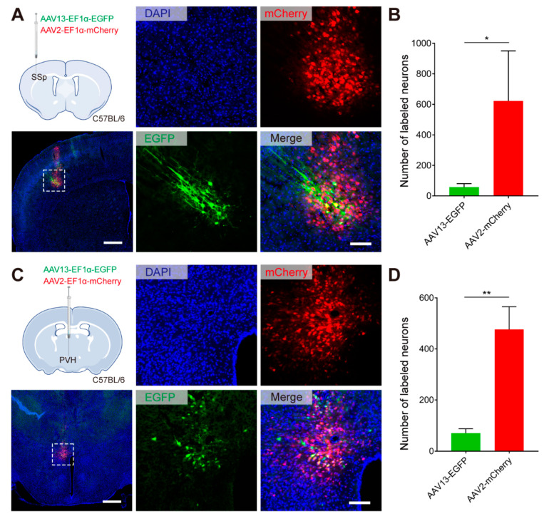 Original Figure 2A detail: local neurons with green fluorescent labeling