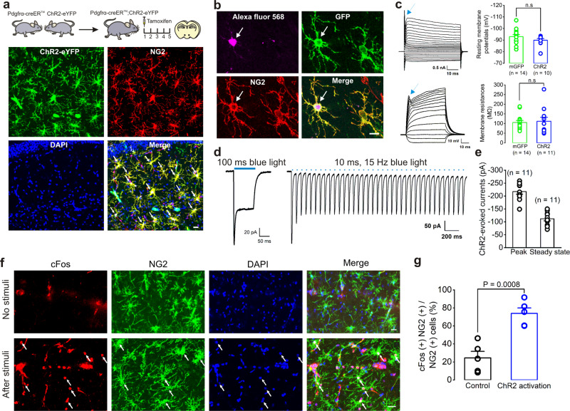 Original Figure 1b single merged-field detail: a labeled NG2-associated glial cell with an intact white arrow