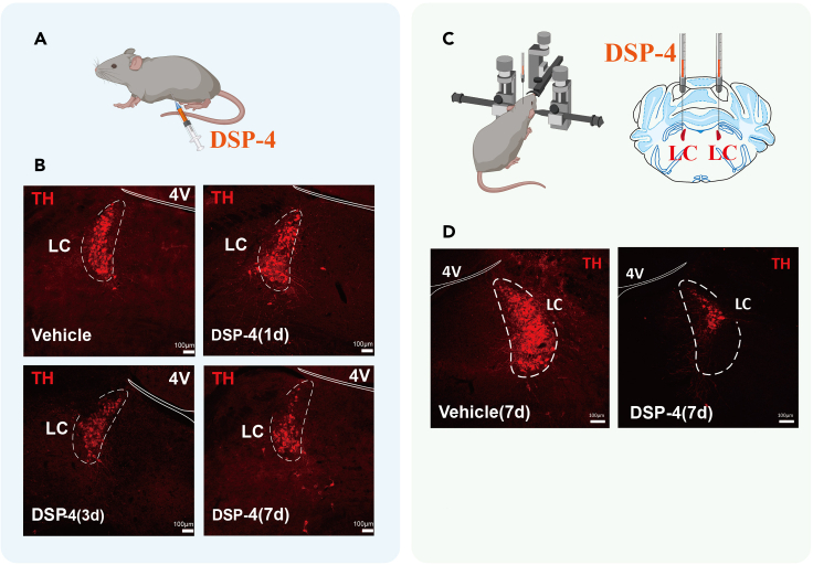 Original Figure 7B detail: red fluorescence of TH-associated cells in the locus coeruleus